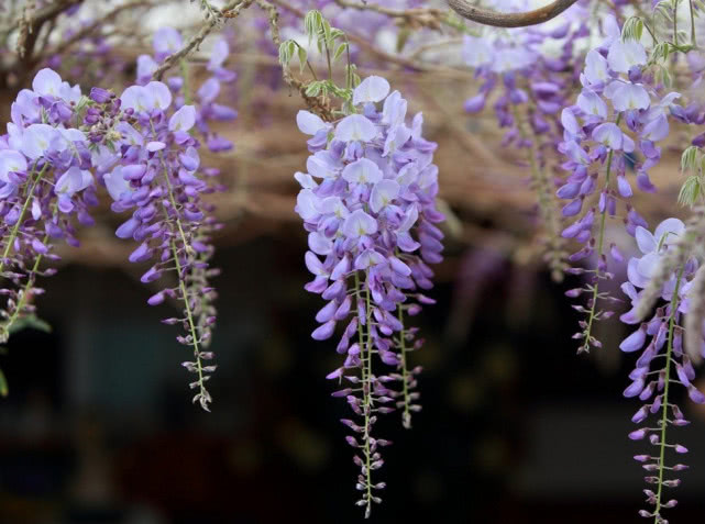 紫藤花种子发芽了怎么种植,大型紫藤花种植方法视频