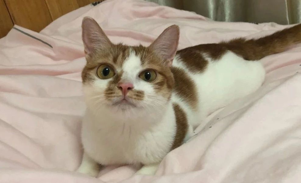 白细胞升高一定不是病毒感染吗,白细胞假性升高原因