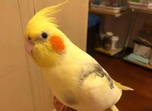 想要养宠物养什么最好,想养一只很小的宠物怎么推荐