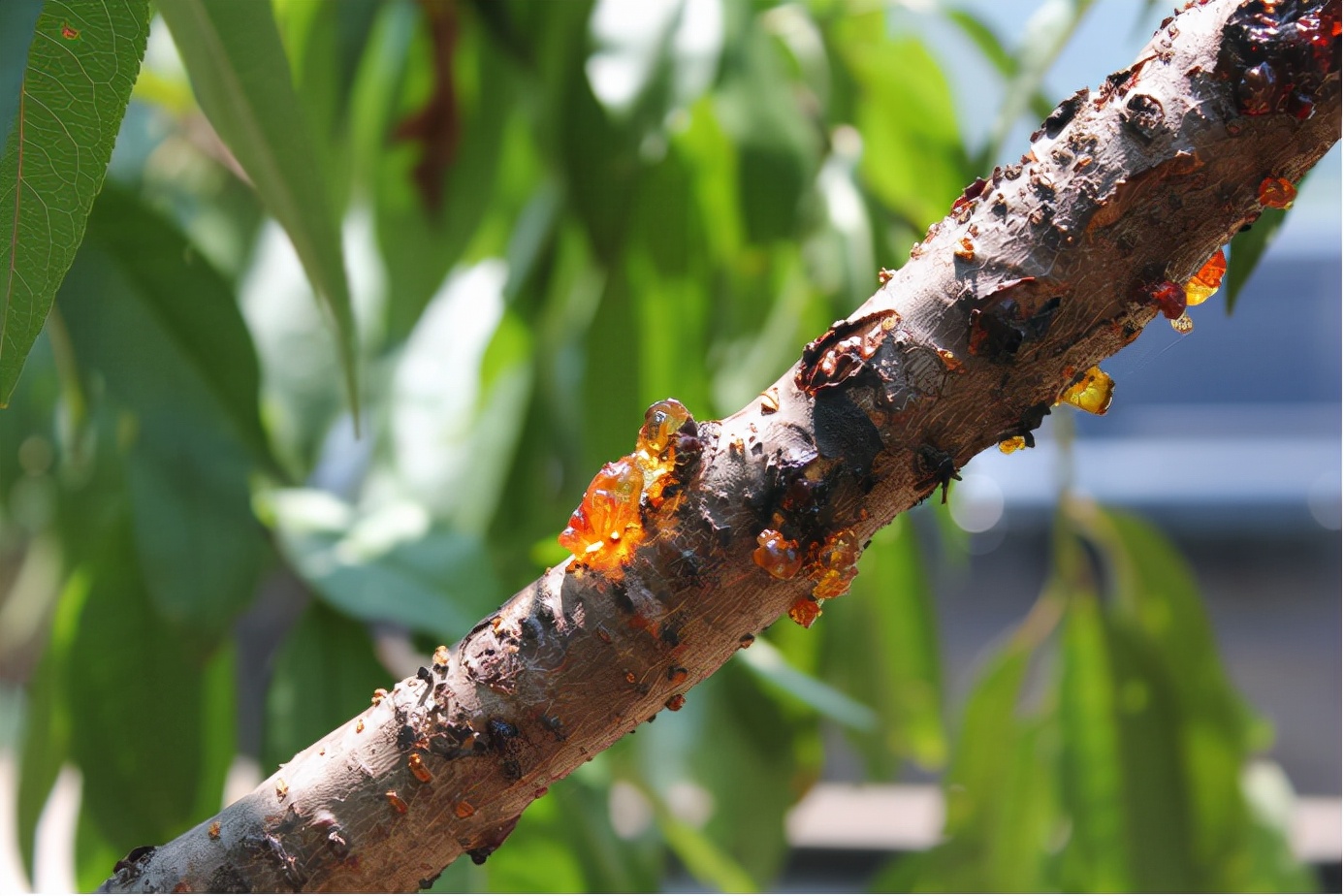 我以后再也不吃桃胶美容了