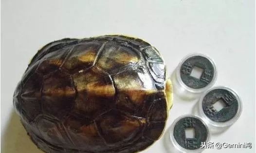 文玩小乌龟,文玩乌龟代表什么