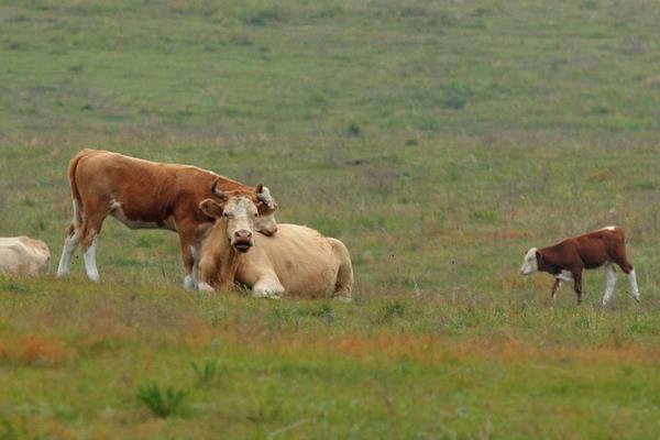 苏州牛羊催肥饲料添加剂厂家供应,浙江牛羊催肥饲料添加剂厂家供应