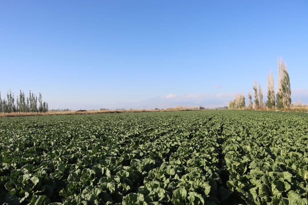 二师美景,处处好丰景