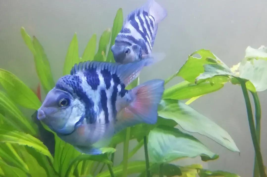 鹦鹉鱼可以跟迷你鹦鹉鱼一起养吗,迷你鹦鹉鱼会吃别的鹦鹉鱼小鱼吗