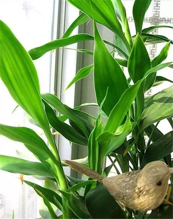 厕所除臭空气清新香氛,厕所吸味盆栽