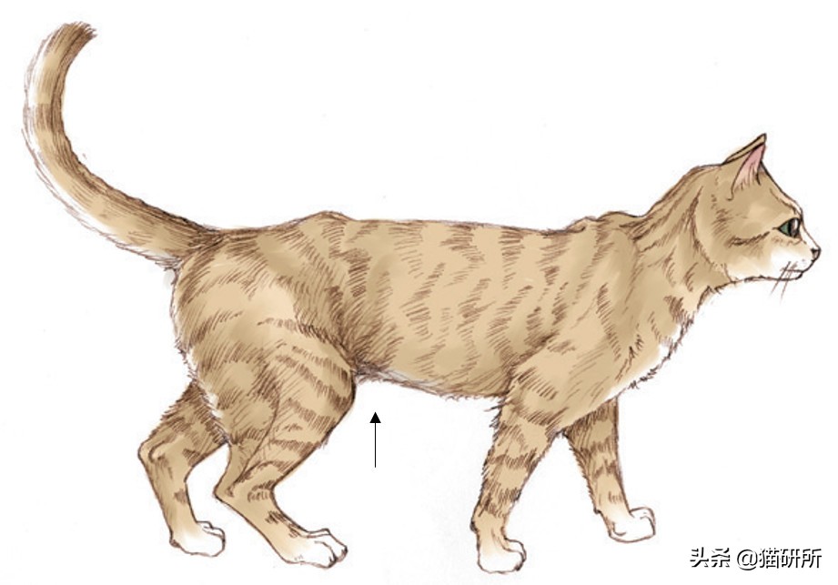 幼猫猫咪的体重多少才是正常体重,猫咪肥胖标准图