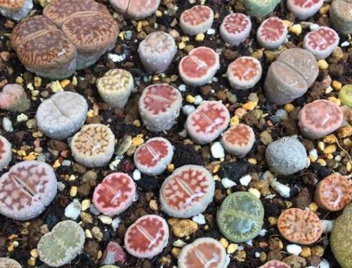 生石花底部烂了个洞怎么补救,生石花徒长了怎么修复