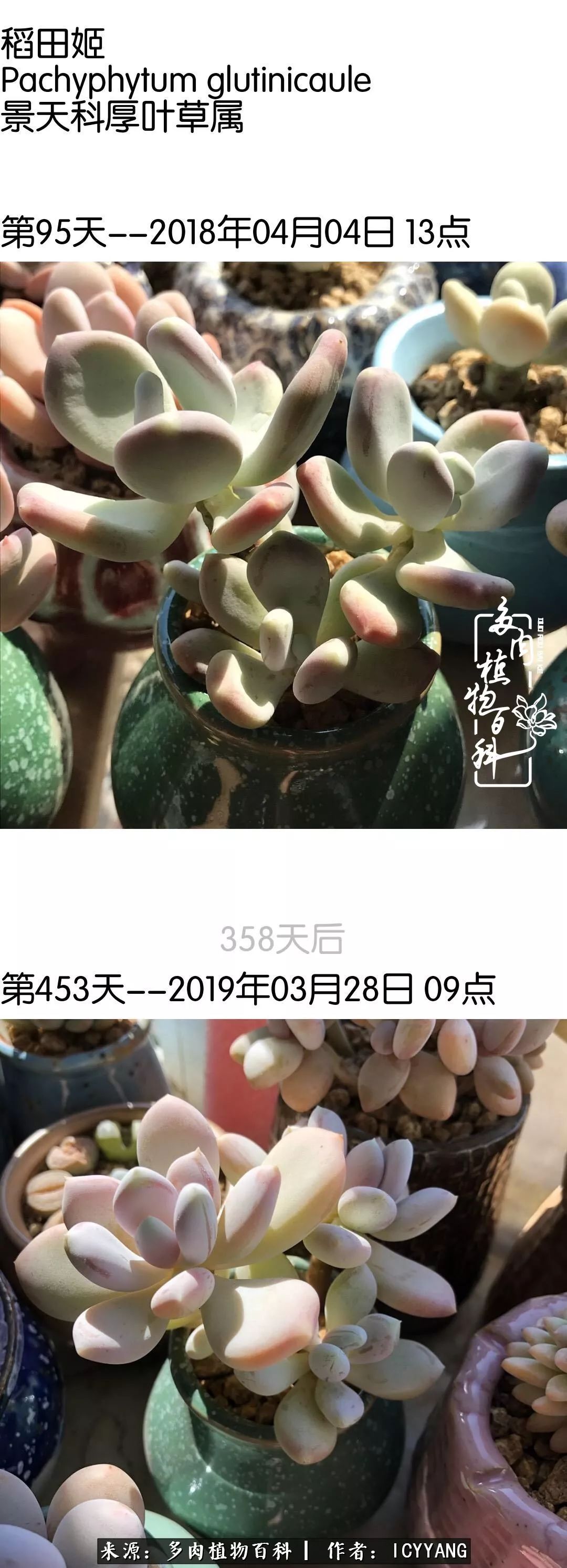 室内阳台多肉的养护方法,景天多肉养护