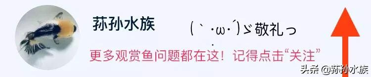 鼠鱼饲养管理,超级二线鼠鱼的饲养