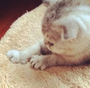 猫咪踩奶的时候看着猫咪会喵喵叫,怎么教不会踩奶的猫咪踩奶