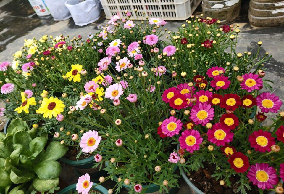 磷酸二氢钾和花多多2号同时用吗,磷酸二氢钾与花多多2号比较