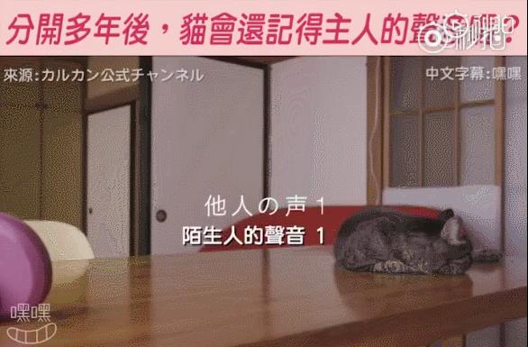 养猫三年以上你的猫吃的什么,养猫三年没摸过猫