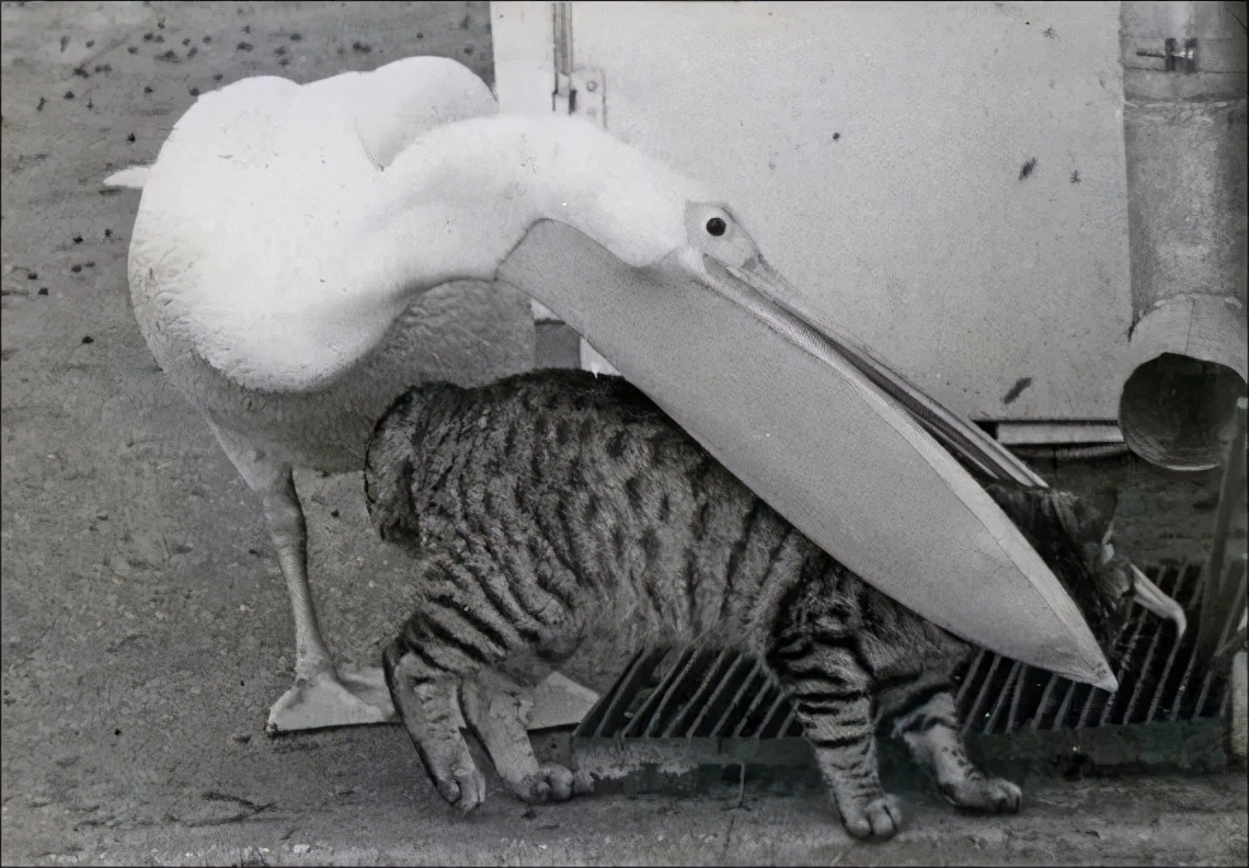 鹈鹕的网红之路：万物皆可吞,万物皆可吞的鹈鹕