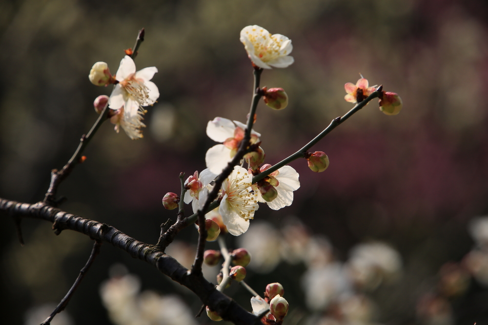 早春二月竖笛曲谱,早春二月笛子演奏