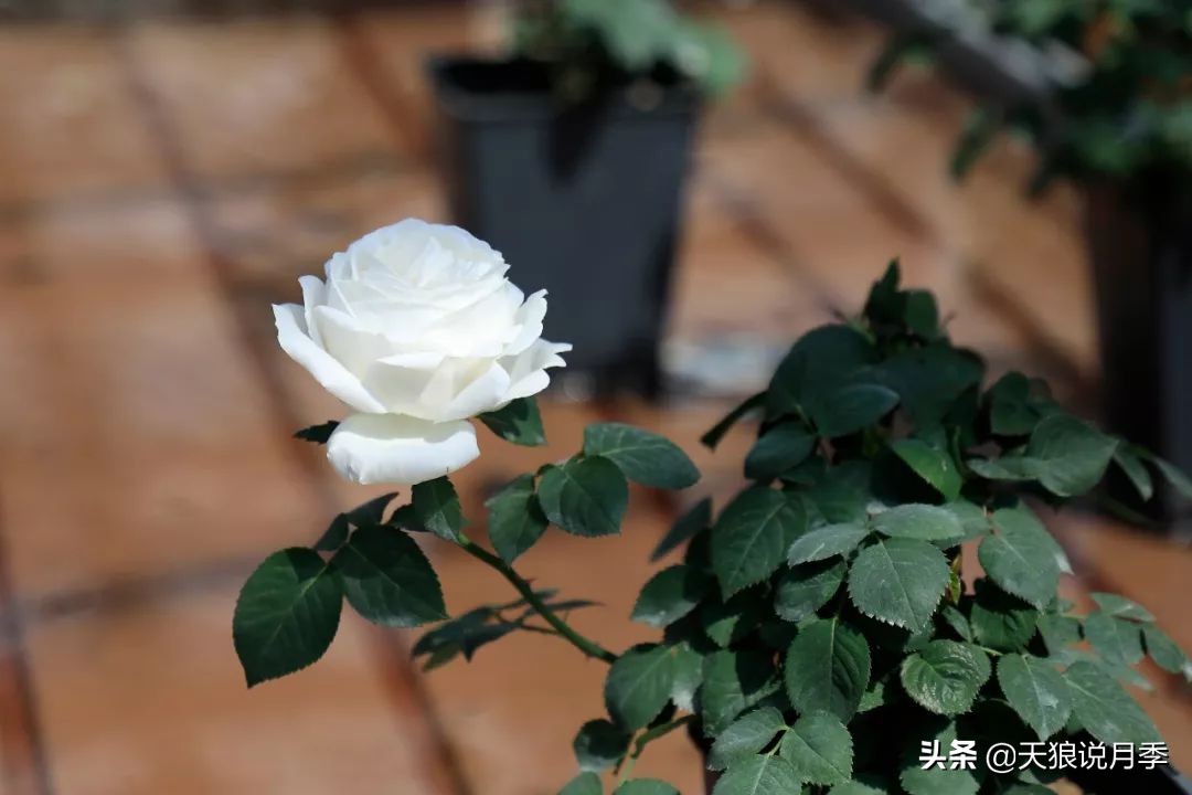 都说“最美人间四月天”，应该就是月季开花的模样吧！