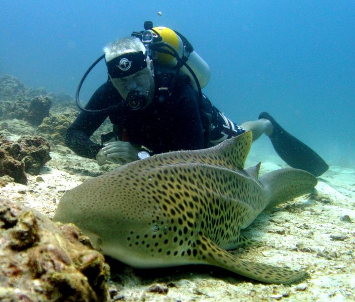 鲨鱼的种类及名称视频,鲨鱼的种类和生活习性