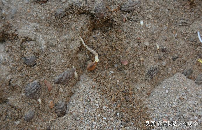 桃树种子播种繁殖的还需要嫁接吗,六月嫁接春季栽的小桃树可以吗