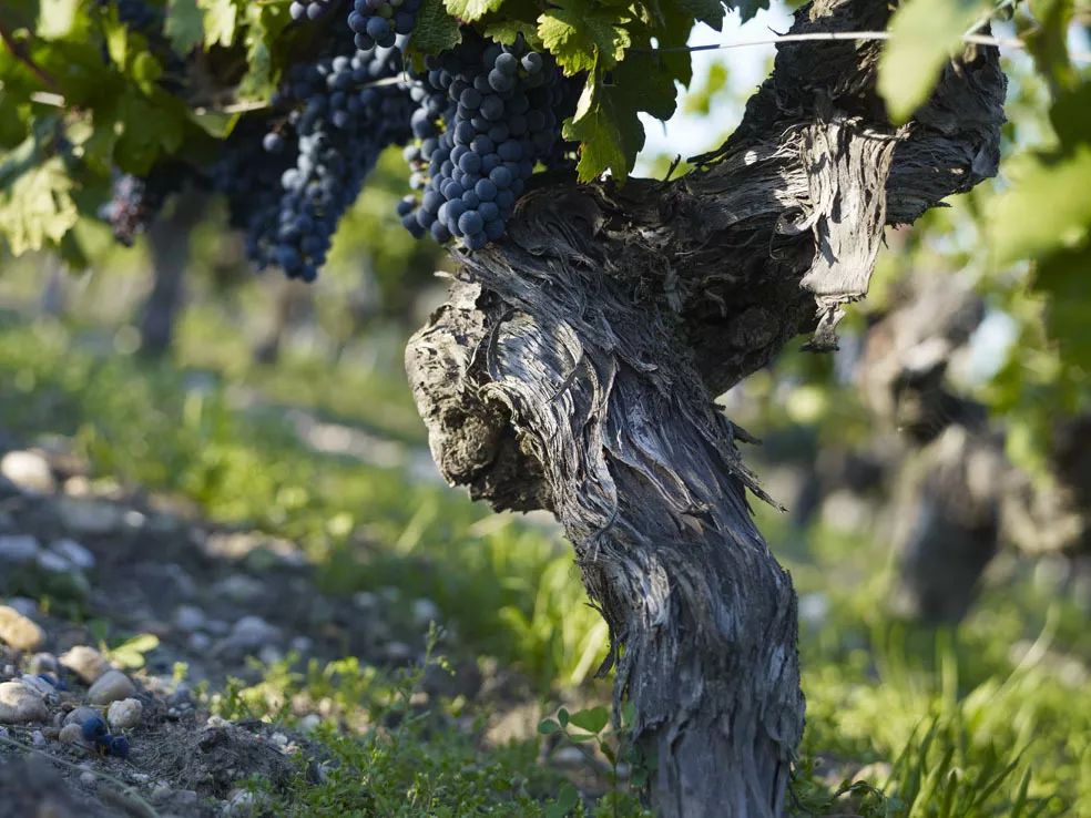 乡野乐趣，香颂大地||左岸芳园让你一键Get法国休闲假日时光