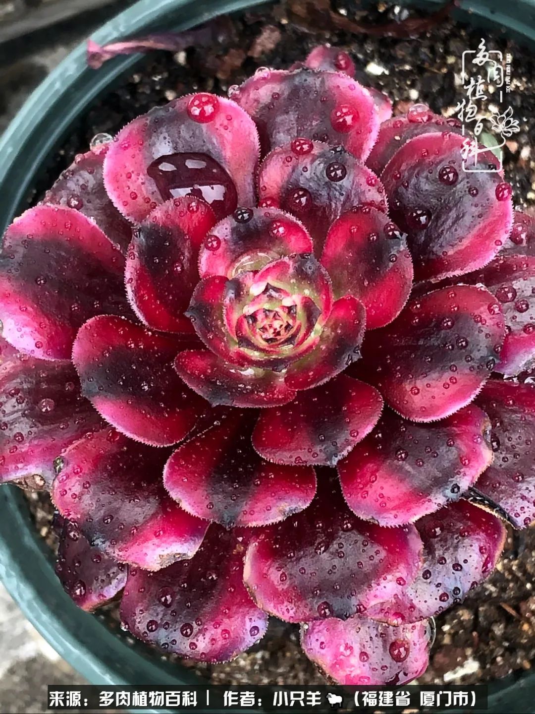 多肉像葡萄一样,多肉像铃兰一样