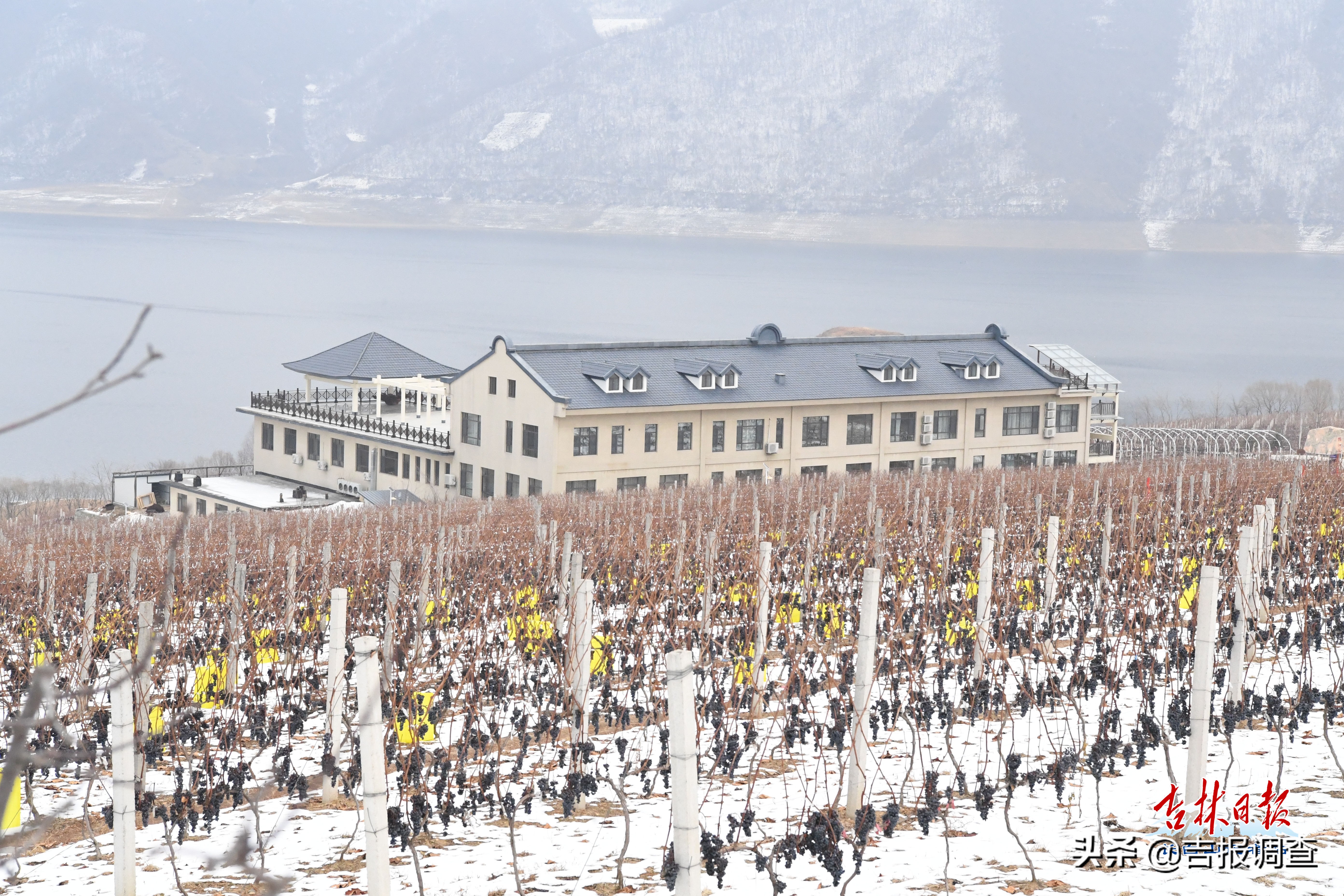 集安鸭江谷冰葡萄,集安鸭江谷冰葡萄怎么样