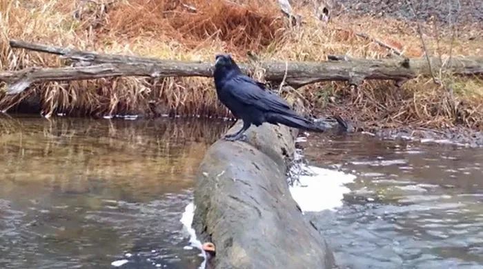 通过隐藏在小河边上的摄像机，我们看到了森林童话真正的样子