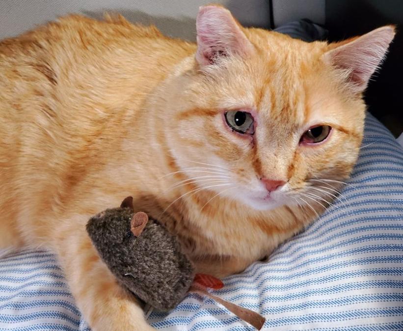 货车司机收养流浪狗后续,司机收养流浪猫一人一车三只猫