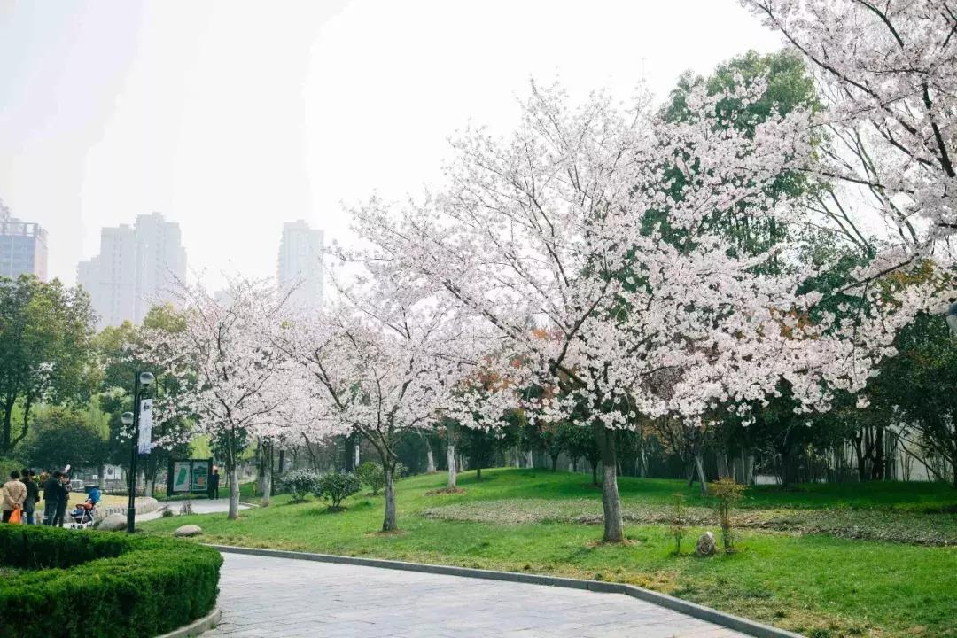 武汉好消息今日头条,湖北武汉好消息