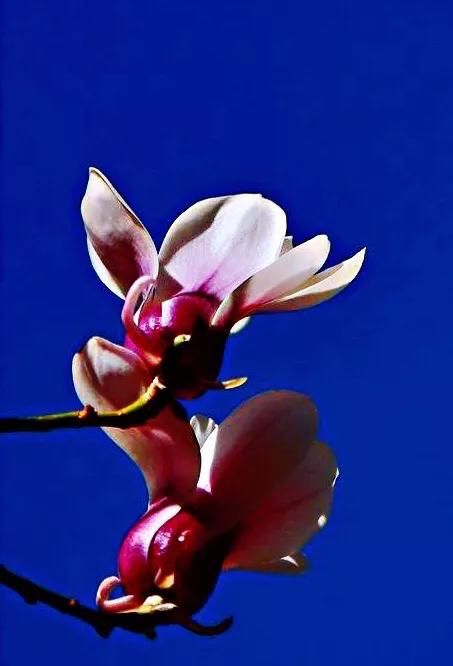 望春玉兰～早春先叶开放，花色素雅，美丽壮观