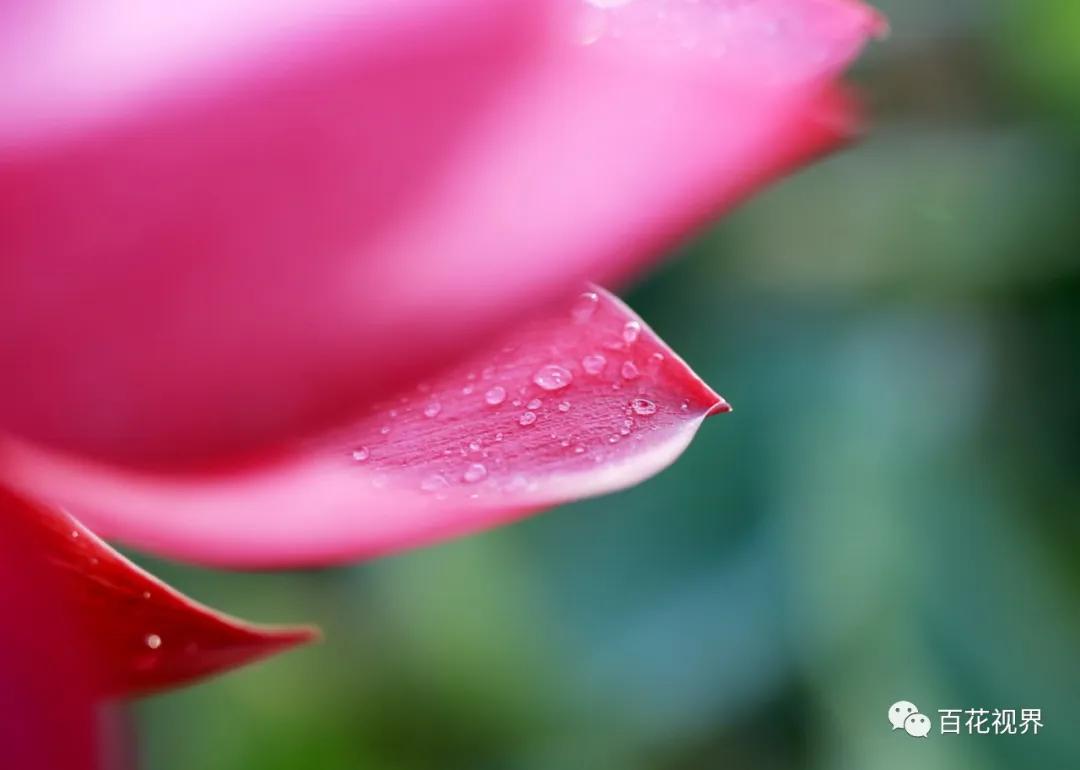 邯郸市女性摄影家,邯郸市女子摄影协会