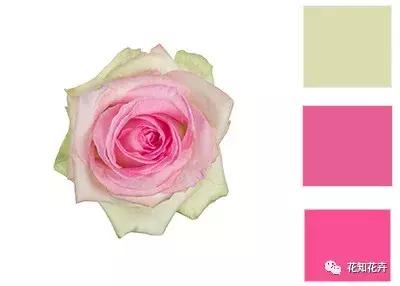 中国玫瑰大家族——雪山玫瑰详解（二）