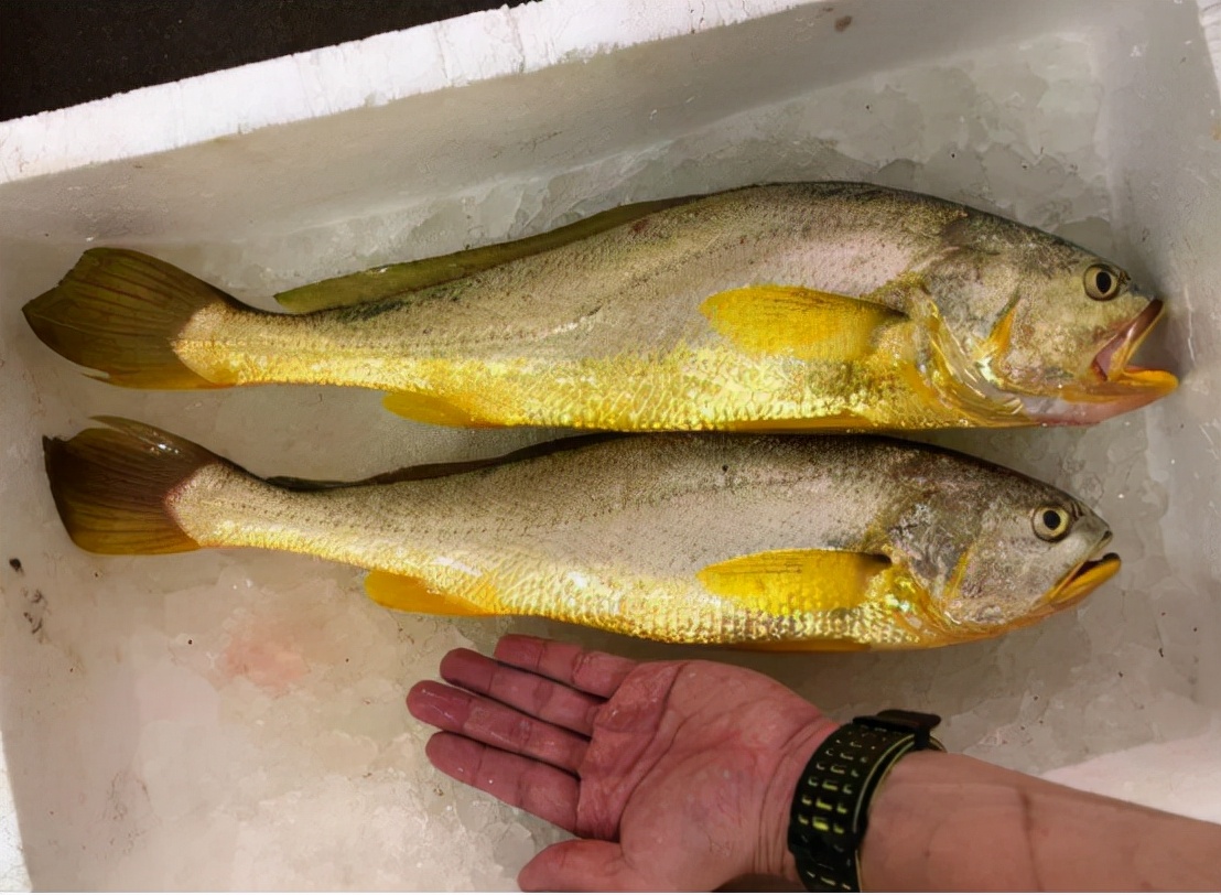 象山渔民捕到野生大黄鱼怎么处理,象山野生大黄鱼2000公斤