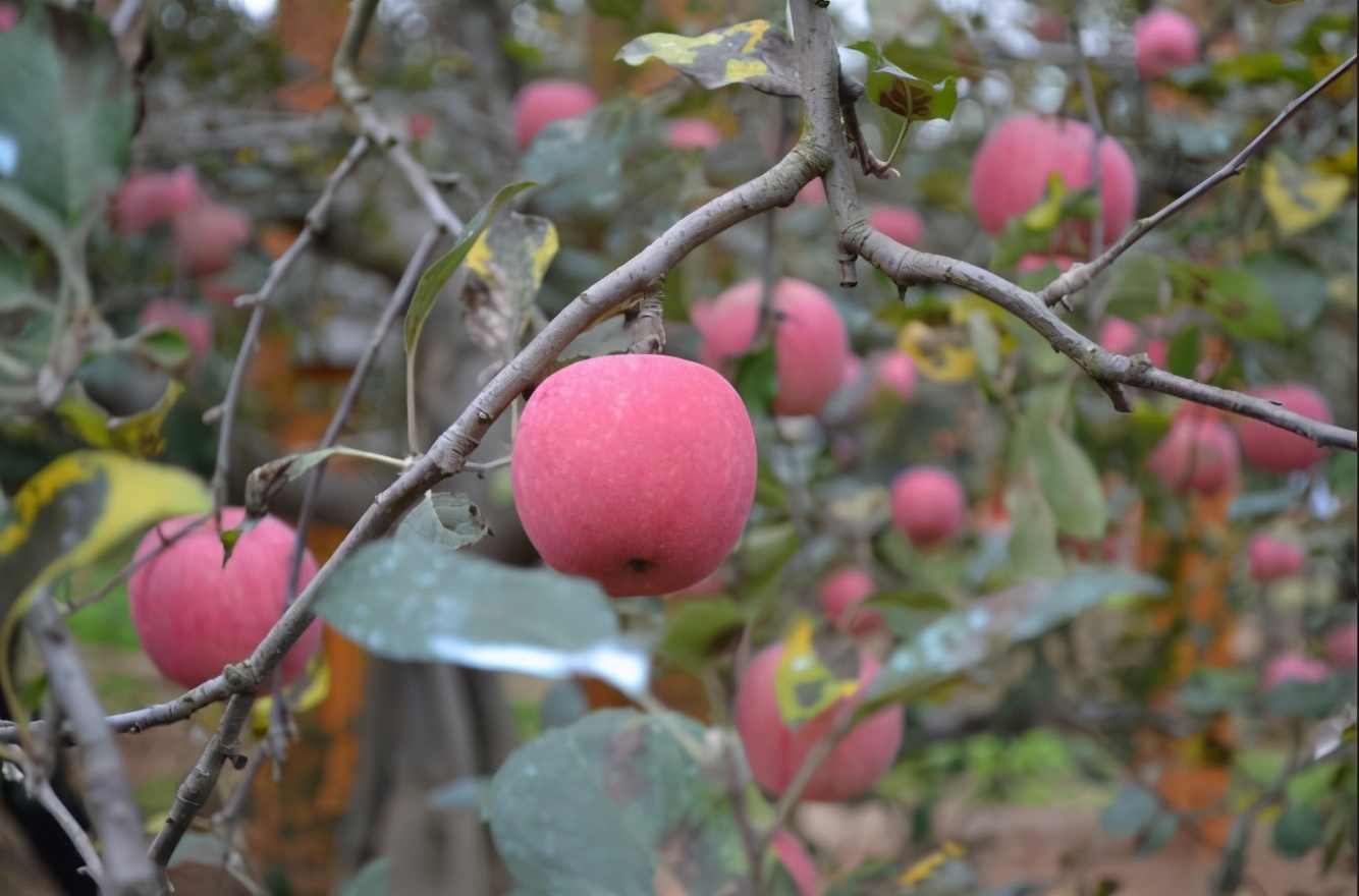 果树银叶病发病原因,苹果树银叶病症状