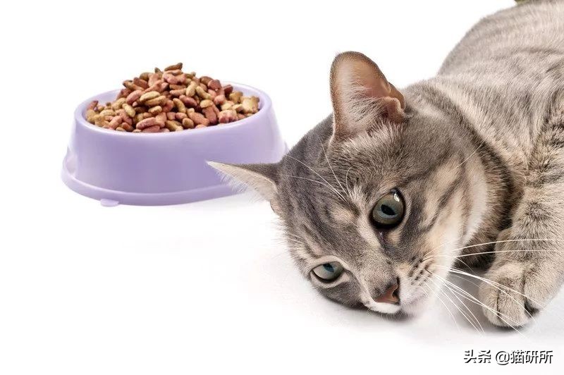 猫咪生病不进食怎么补充营养,猫咪生病后没有食欲怎么办