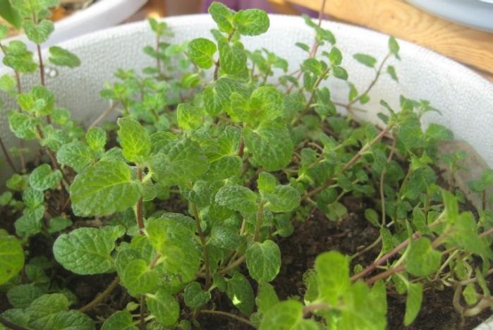 薄荷扦插生根最快方法,薄荷的正确扦插方法图