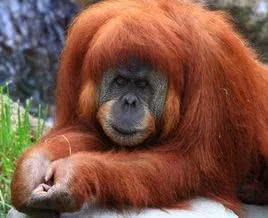 跟它们相比,人类的“*生活性**”无聊至极