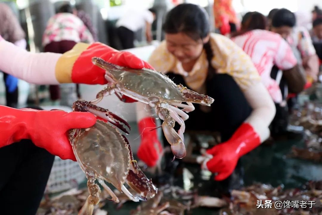 如何挑梭子蟹肥不肥,买到这种梭子蟹千万别吃不新鲜