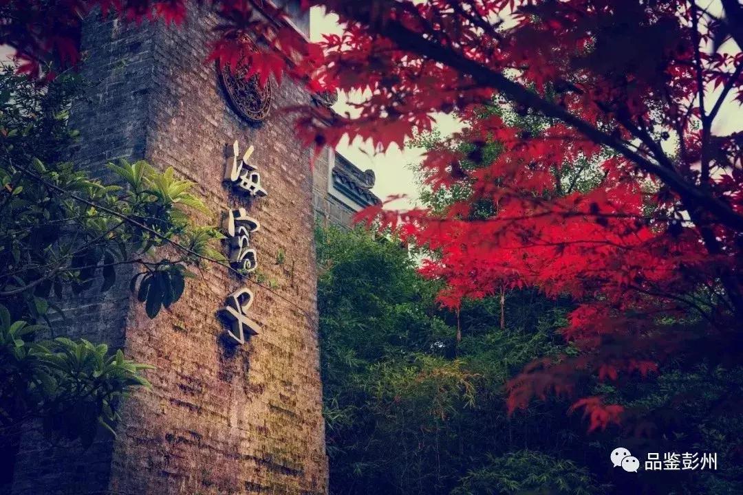 五朵金花组团出战,五朵金花齐聚的时候