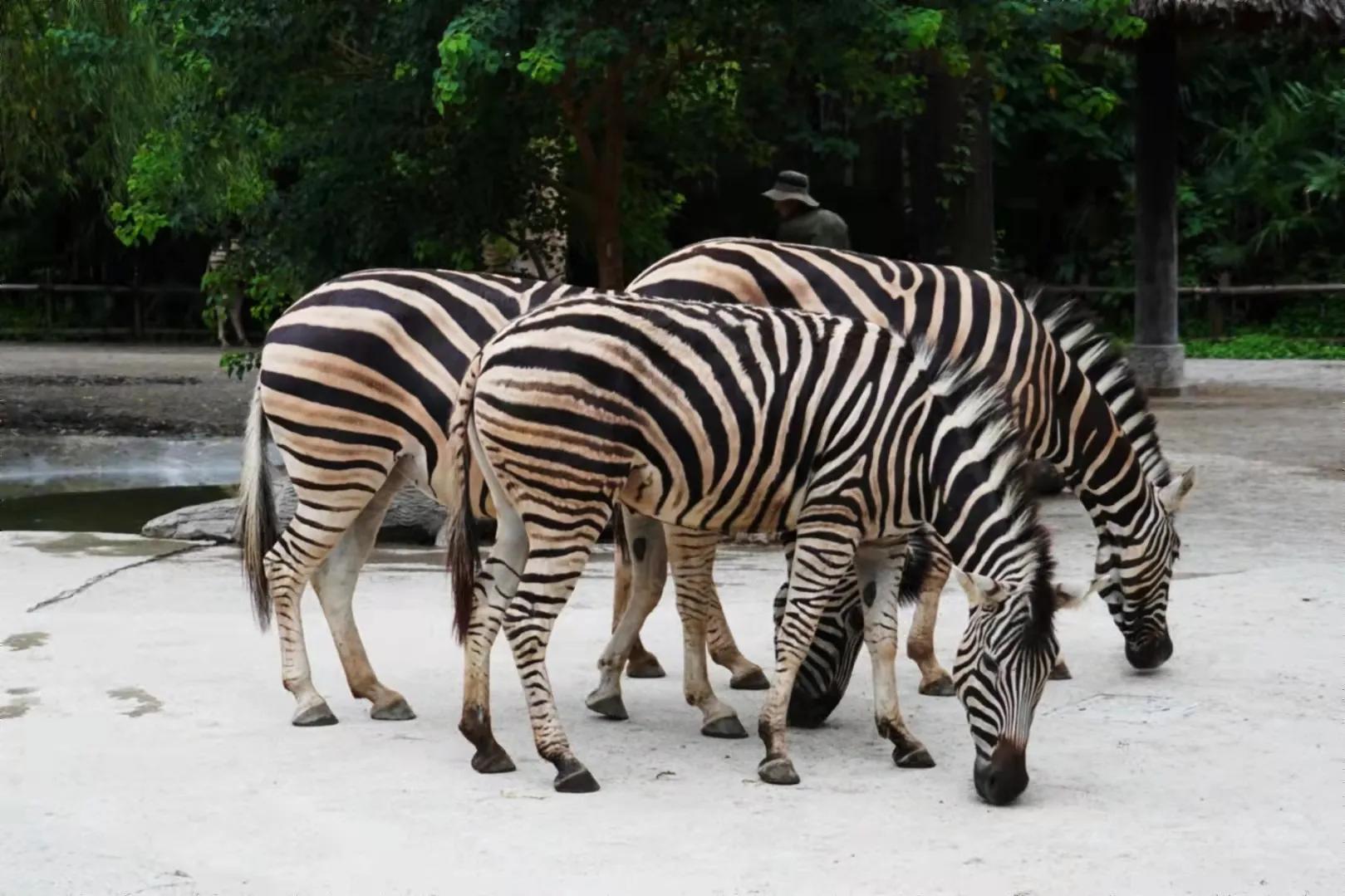 上海野生动物园真的值得去吗,上海野生动物园好玩吗值得去吗