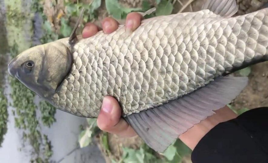 鲫鱼竿两斤以下实用性强吗,鲫鱼竿野钓实用性