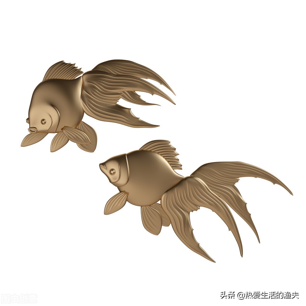 金鱼五六天不喂食会饿死吗,金鱼几天不喂食会不会死掉