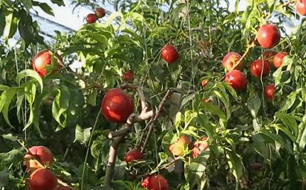 攀枝花务本油桃采摘时间,令人桃醉八卦洲桃子采摘正当时