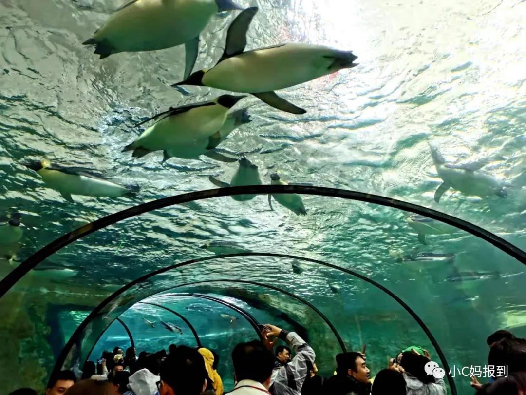 珠海长隆旅游攻略吃住一体,带孩子去珠海长隆攻略