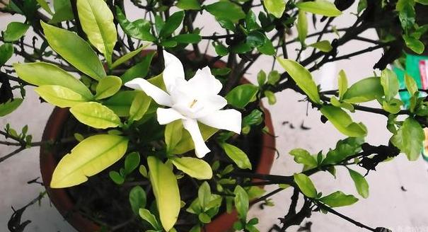 夏天植物开花没几天就凋零了，该怎么办？3点到位问题迎刃而解