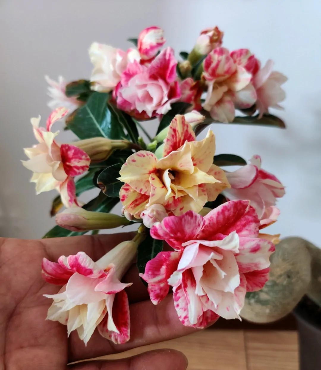 84个沙漠玫瑰品种，收起来慢慢看，待到来年春天选几种喜欢的养