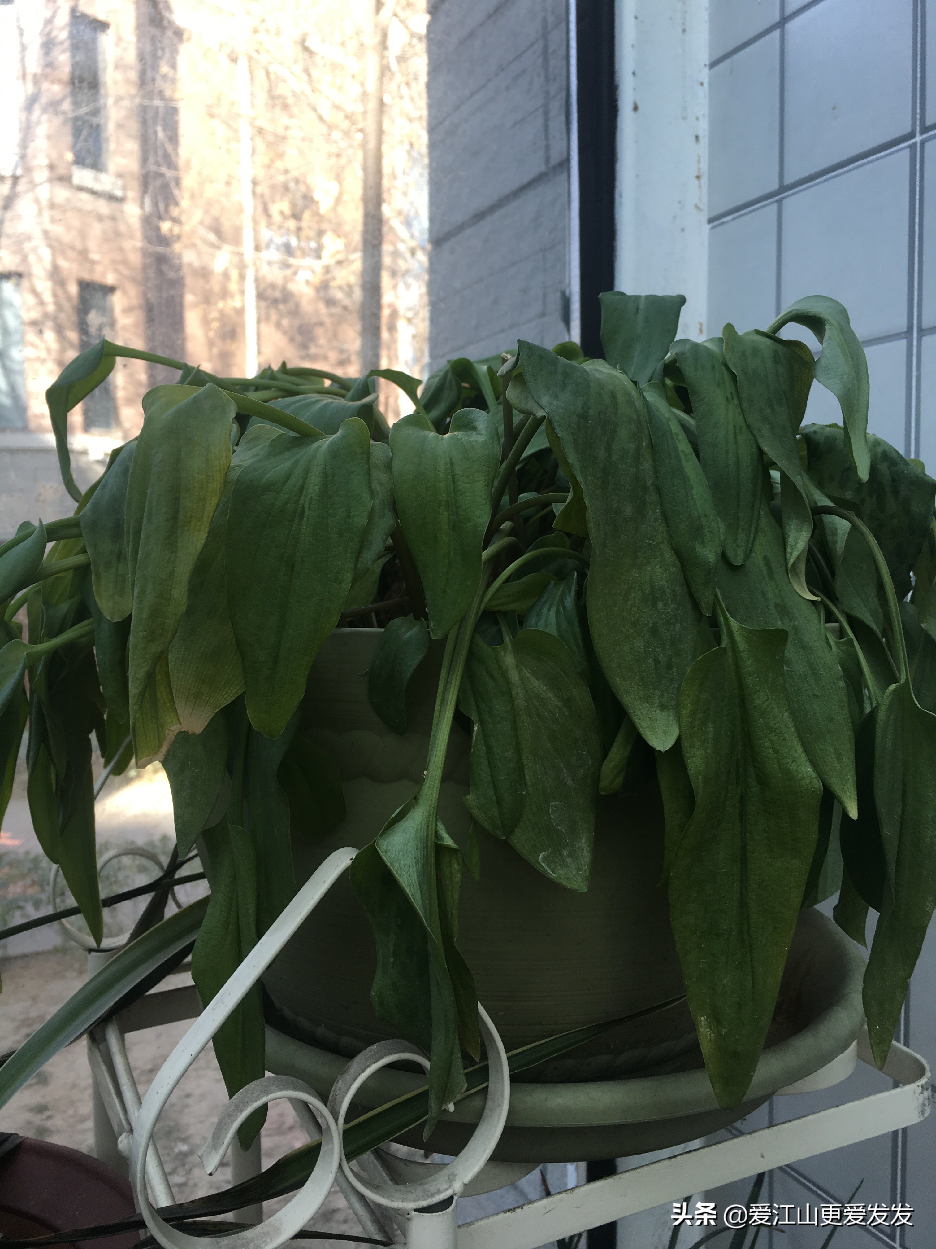 冬天花草枯萎怎么处理,植物受冻过如何快速修复