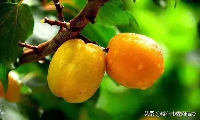 喀什便民信息服务站,喀什便民服务平台