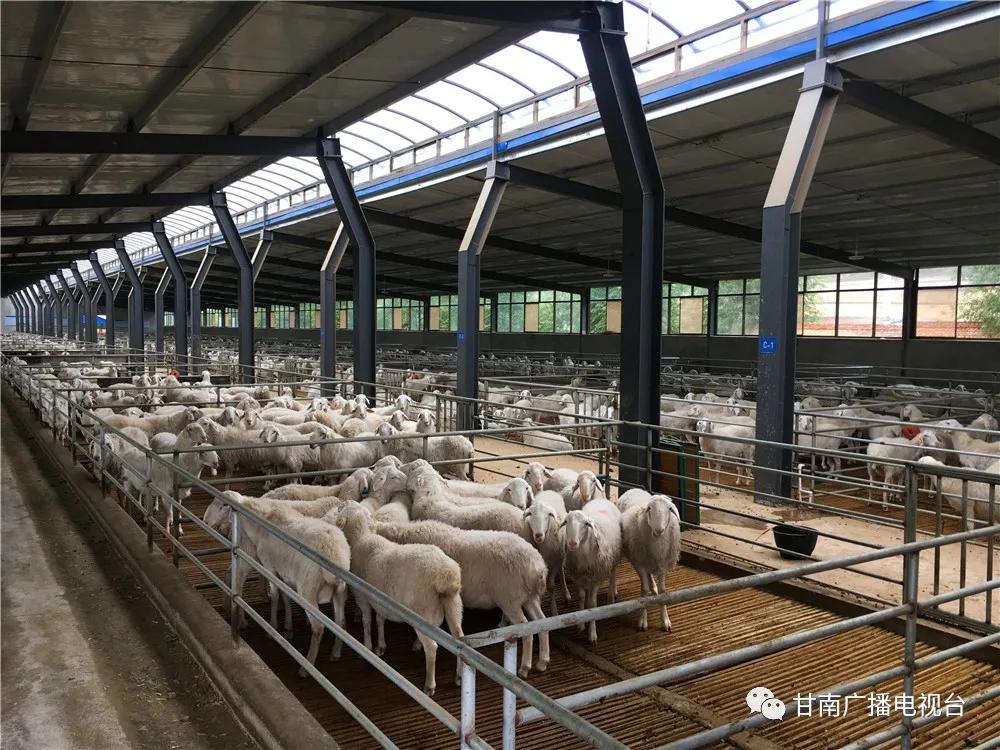 高晓东临潭县委书记,临潭县委书记高晓东