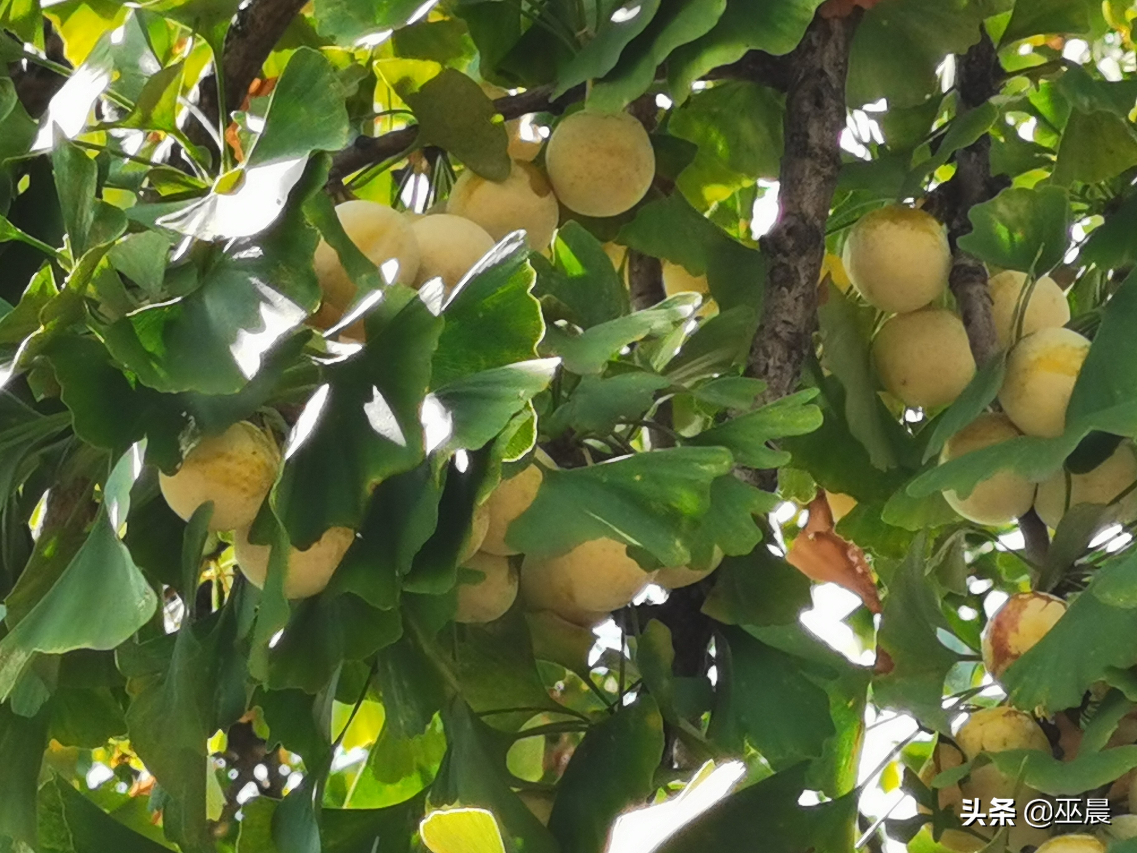 句容青山巫氏始祖碑,句容青山巫氏始祖