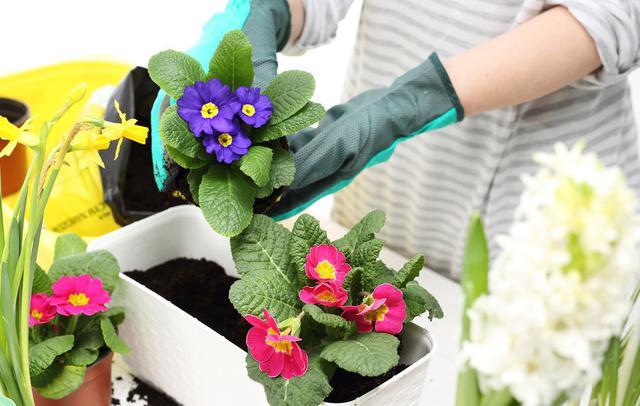 家庭养花，必备3种肥，简单无异味，水水灵灵开满花