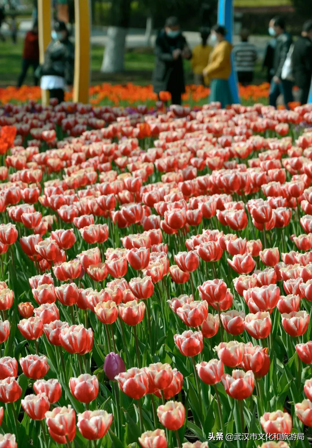 花young官方购票,花young套餐29元103g联通